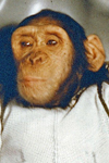 Astrochimp Ham - First Primate in Space